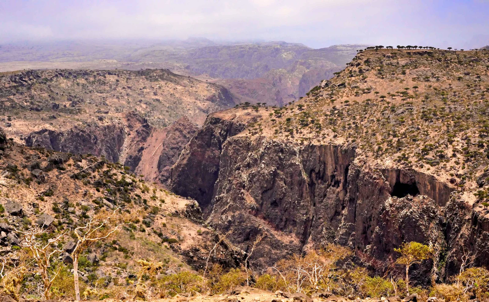 A deep rocky canyon crosses a dry plateau dotted with small trees on Socotra.