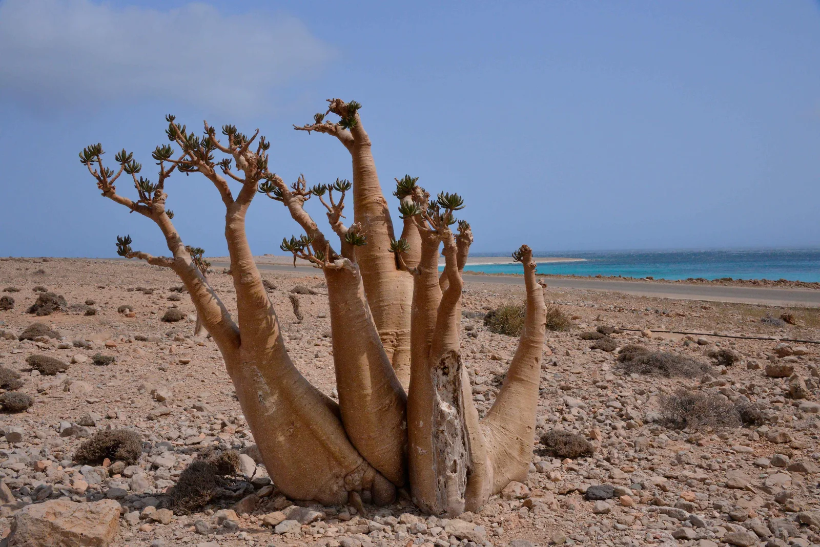 A swollen, branching bottle tree grows on stony ground beside a blue sea on Socotra.