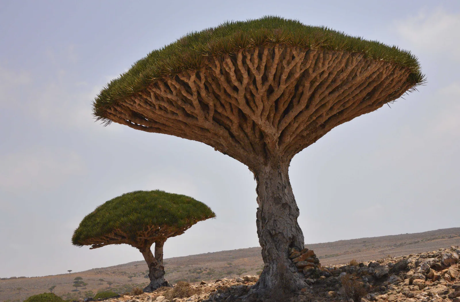 Two umbrella-crowned dragon's blood trees stand on a stony slope under a pale sky on Socotra.