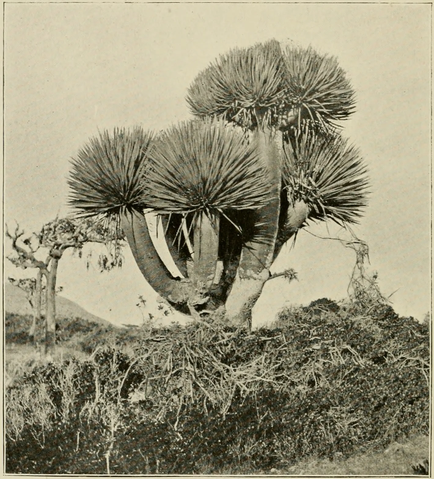 A black-and-white halftone plate of a many-branched dragon's blood tree rising above scrub.